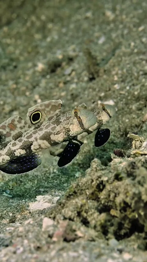 Explore the world of beautiful and amazing colorful coral reef fish Stock Footage 319750095