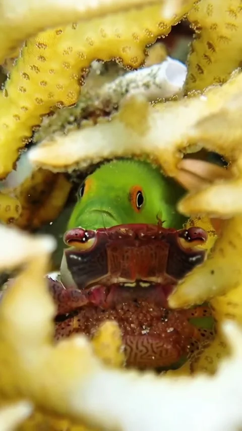 Explore the world of beautiful and amazing colorful coral reef fish Stock Footage 319750119
