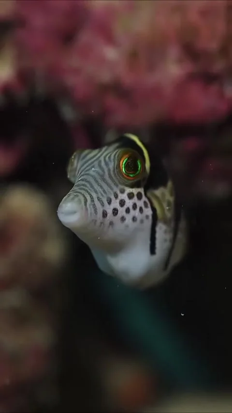 Explore the world of beautiful and amazing colorful coral reef fish Stock Footage 319750194