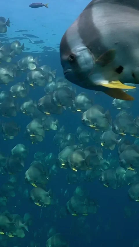 Explore the world of beautiful and amazing colorful coral reef fish Stock Footage 319750366