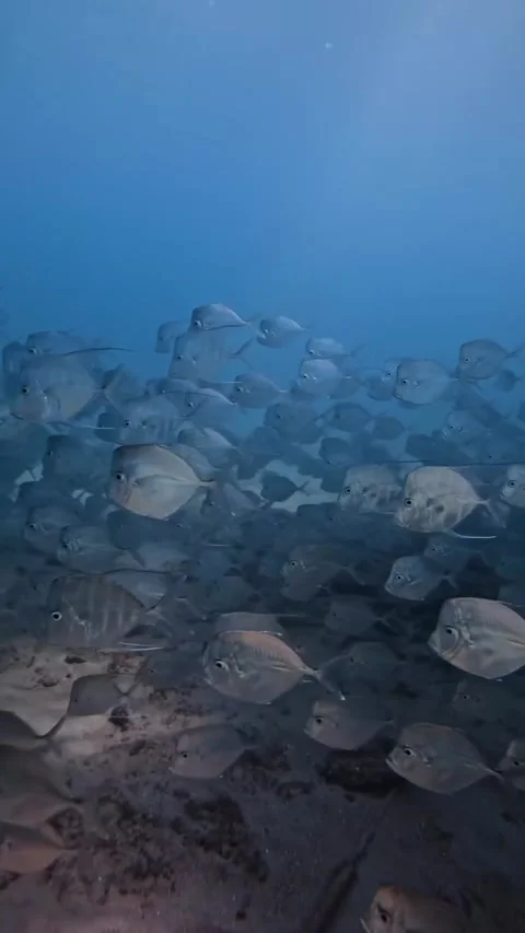 Explore the world of beautiful and amazing colorful coral reef fish Stock Footage 319751472