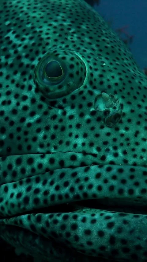 Explore the world of beautiful and amazing colorful coral reef fish Stock Footage 320331655