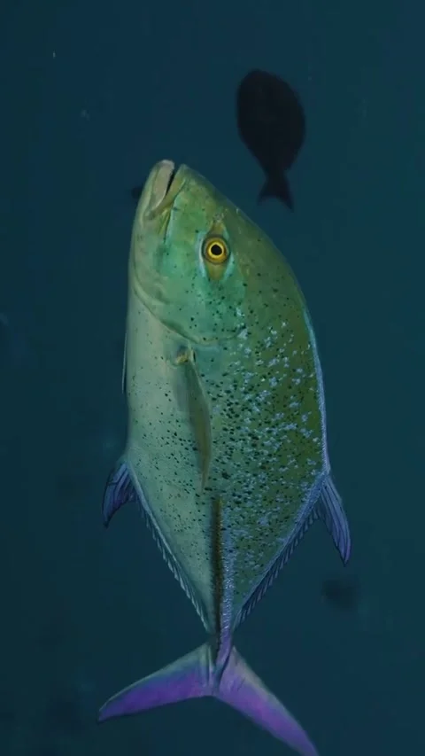 Explore the world of beautiful and amazing colorful coral reef fish Stock Footage 320331700