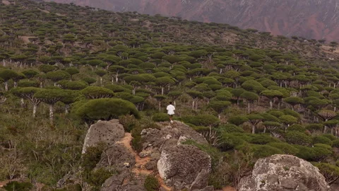 Explorer ascending a rocky path in socotra dragon's blood tree forest 库存影片 333620821