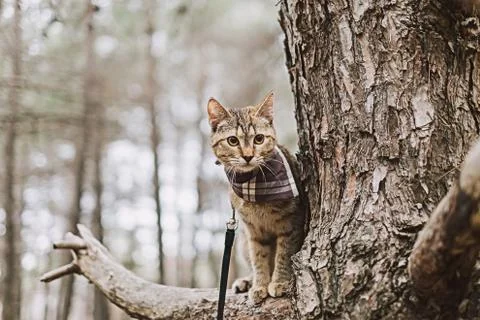 Explorer cat on a leash sitting on branch of tree in the forest. Stock Photos