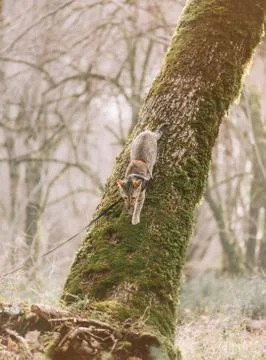 Explorer cat on a leash walking on fallen tree trunk in forest. Stock Photos