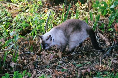 Explorer cat Stock Photos