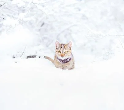 Explorer cute cat of ginger color walking in snowy forest. Stock Photos