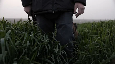 Explorer dog Stock Footage 127322633