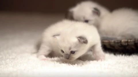 Explorer kitty Stock Footage 68488376