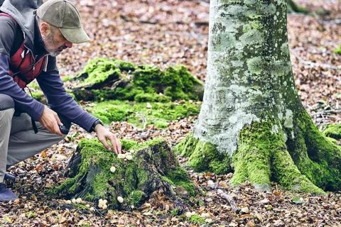 Explorer Observing Mushrooms in a Beech Forest Stock Photos