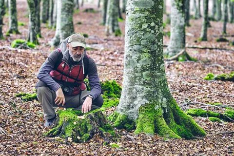 Explorer Observing Mushrooms in a Beech Forest Stock Photos