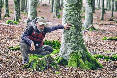 Explorer Observing Nature in a Beech Forest Stock Photos