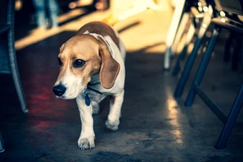 The Explorer Foto stock