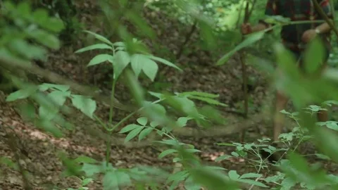 Explorer shall forward on a path through the green forest, dressed in summer  Stock Footage 78218257