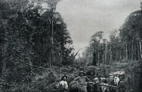 Explorers Amid Ancient Trees, Uasin Gishu, Rift Valley, Kenya, 1909 Stockfoto's
