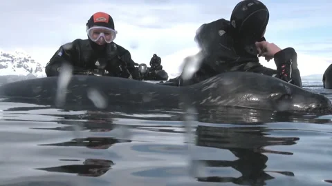Explorers Engaging With a Leopard Seal in Antarctic Waters Video stock 321062397