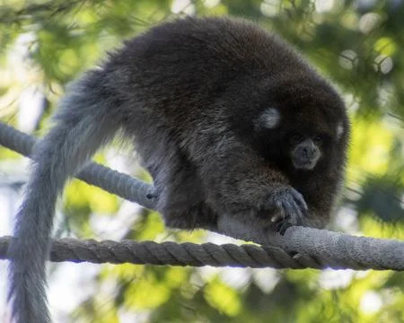 Exploring the agile movement of a monkey climbing on ropes in a lush outdoo.. Stock Photos