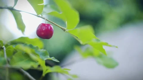 Exploring the Allure of Red Cherries Stock Footage 240972622