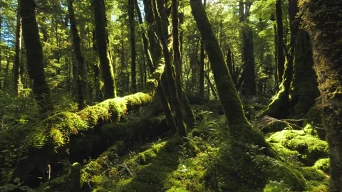 Exploring the Ancient natural Temperate Rainforests of New Zealand South Island Stock Footage 240365812