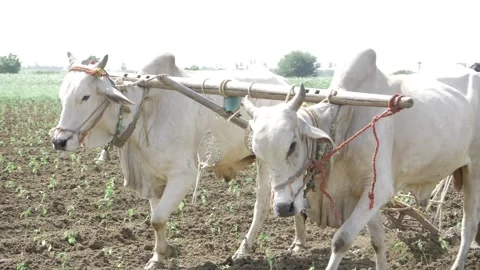 Exploring the Ancient Tradition of Indian Buffalo Plowing - A Journey Through Stock Footage 320896288
