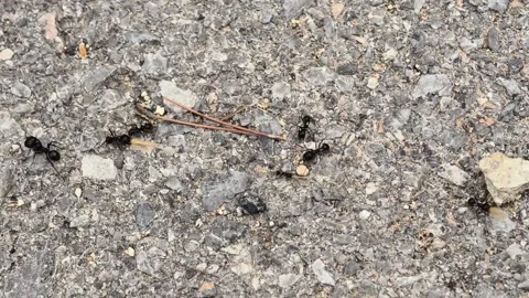 Exploring ants teamwork and adaptability in diverse terrains Stock Footage 318046110