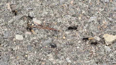 Exploring ants teamwork and adaptability in diverse terrains Stock Photos