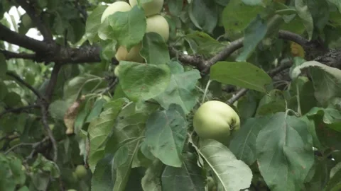 Exploring an apple tree Video stock 202641702