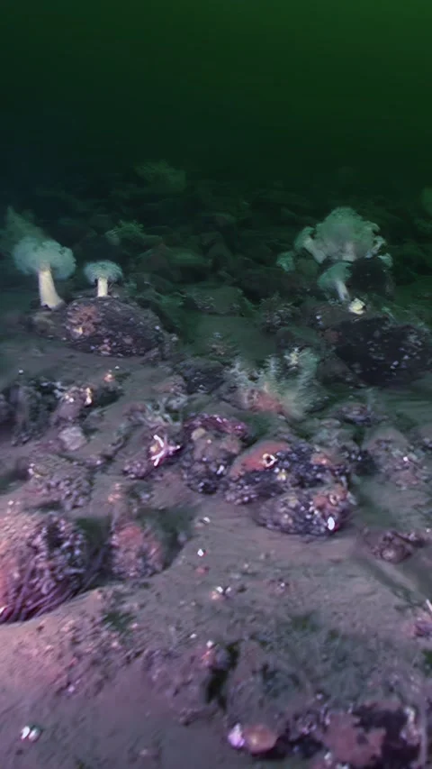 Exploring the Arctic Seabed Stock Footage 338359576
