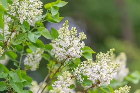 Exploring artisanal distillery techniques for fragrant lilac clusters. Innova Stock Photos