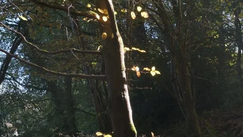 Exploring autumn leaves in a tranquil forest during golden hour Stockbeeldmateriaal 310239550