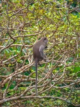 Exploring Balis Monkey Forest at midday with playful monkeys in the trees Stock Photos