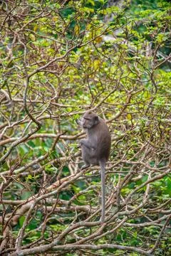 Exploring Balis Monkey Forest with playful monkeys and lush greenery overlooking Stock Photos