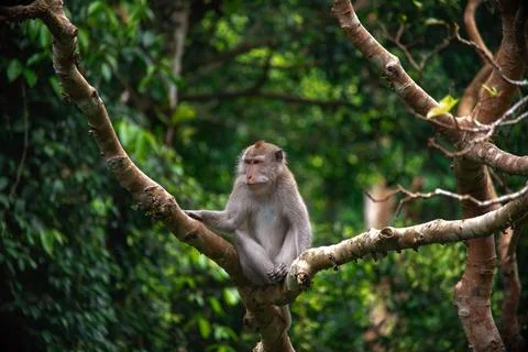 Exploring Balis monkey forest with playful monkeys enjoying trees and lush Stock Photos