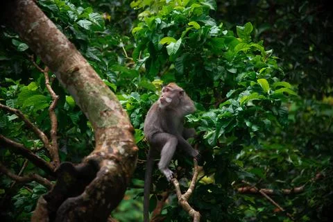 Exploring Balis Monkey Forest where playful macaques roam freely among lush Stock Photos