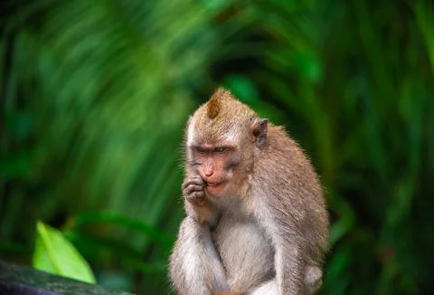 Exploring Balis monkey forest where playful macaques roam freely in lush Stock Photos