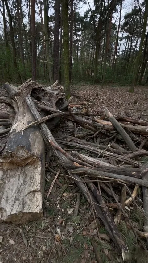 Exploring bark and roots intricately. An indepth view of woodland debris Stock Footage 335365977