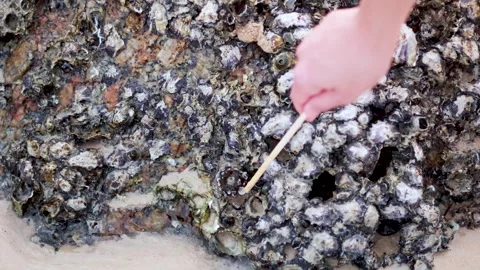 Exploring Barnacles on Karon Beach, Phuket Video stock 305728219