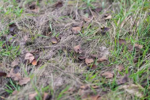 Exploring the Beautiful Organic Patterns Found in Nature Grass and Leaves in Det 스톡 사진