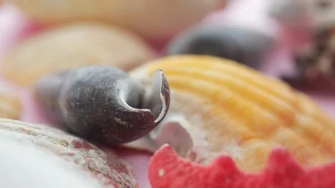 Exploring beautiful sea shells on a sandy beach Stock Footage 320442202
