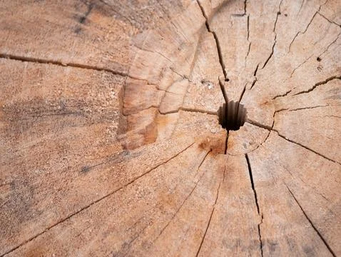 Exploring the beauty of wood grain patterns natural environment close-up 스톡 사진