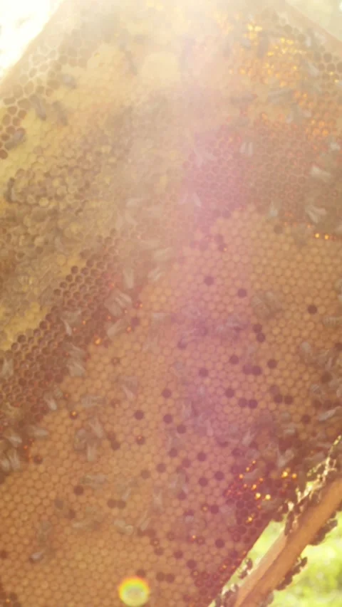 Exploring beekeeping practices and honey extraction techniques in a sunny rural 스톡 동영상 312243375