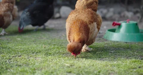 Exploring the Benefits of Raising Free-Range Chickens in Lush Green Grass Stock Footage 266687342