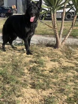 Exploring Black German Shepherd in Open Field – Alexandria, Egypt Stock Photos
