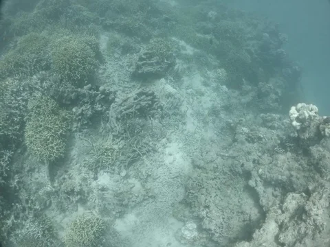 Exploring a bleached coral reef in the tropics 動画素材 127507840