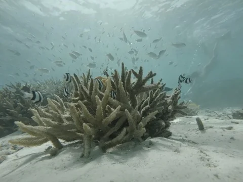 Exploring a bleached coral reef in the tropics 動画素材 127510973