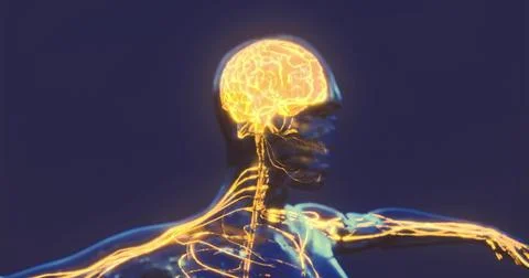 Exploring brain anatomy and neural connections in a human figure Stock Illustration