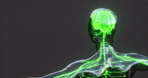Exploring brain anatomy with highlighted neural pathways and structures Video stock 314259096