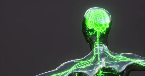 Exploring brain anatomy with highlighted neural pathways and structures Illustrazione stock