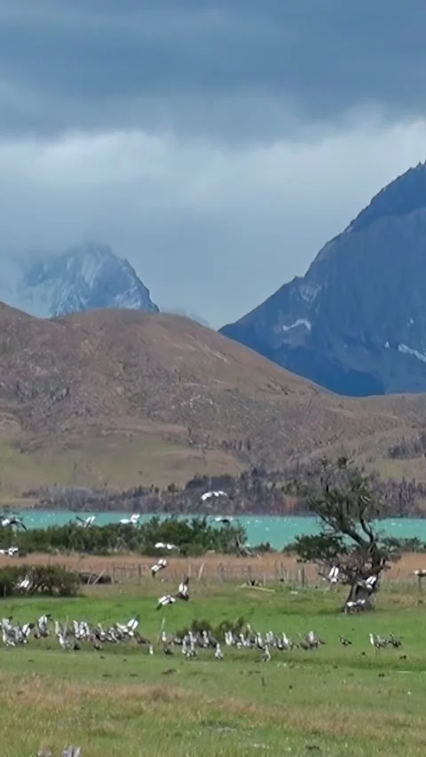 Exploring the breathtaking landscapes of Los Alerces National Park in Patagonia Video stock 320385463